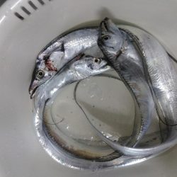 今年も3度目の太刀魚へ・・